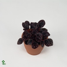 Peperomia caperata 'Schumi Red'