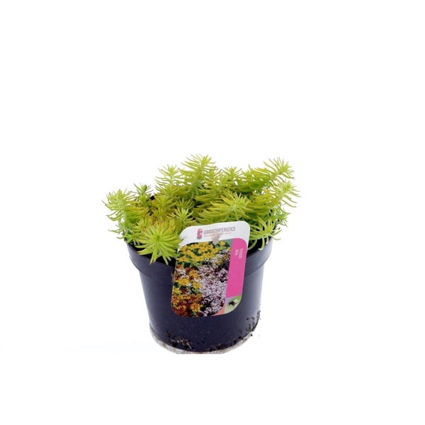 <h4>Sedum reflexum Angelina</h4>