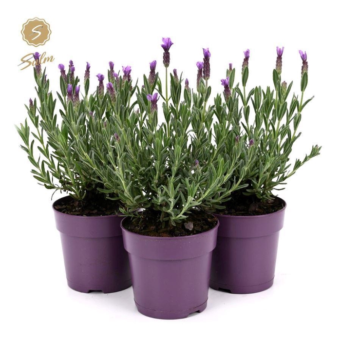 <h4>Lavandula st. 'Anouk'® Collection P12</h4>