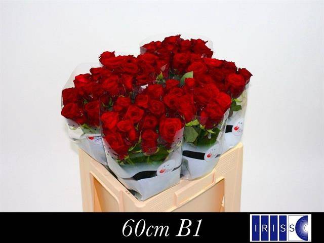 <h4>R GR RED NAOMI! 22222</h4>