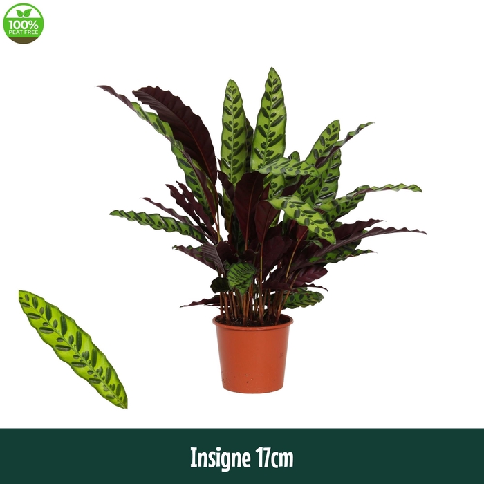 <h4>Calathea 17cm Insigne (Lancifolia) - Living</h4>