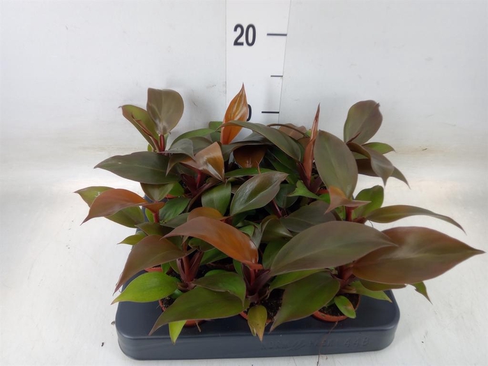 <h4>Philodendron   ...</h4>