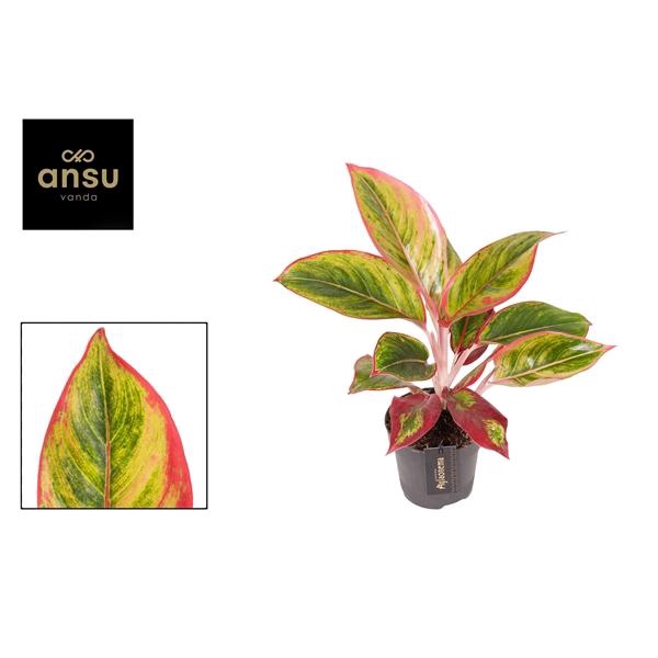 <h4>Aglaonema Jamaica Red</h4>