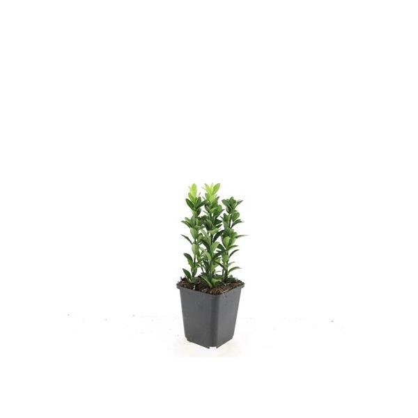 <h4>Euonymus jap. 'Green Spire'</h4>