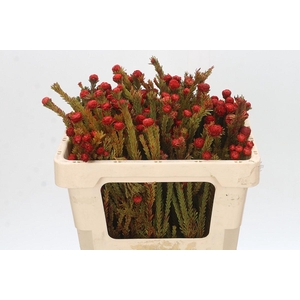 Cape Green Tortum Red