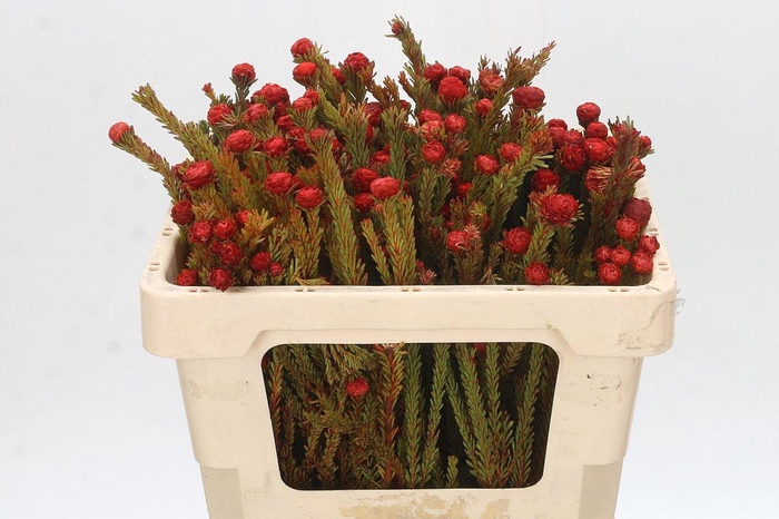 Cape Green Tortum Red