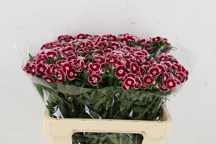 <h4>DI BARB ALDO CAPRI</h4>