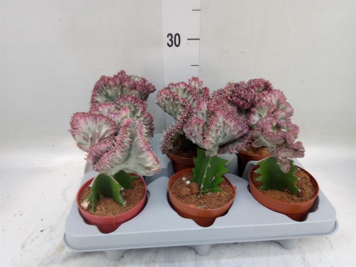 <h4>Euphorbia lactea</h4>