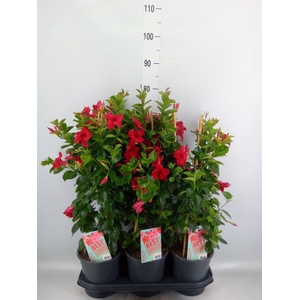 Mandevilla am. 'Sundav Red'
