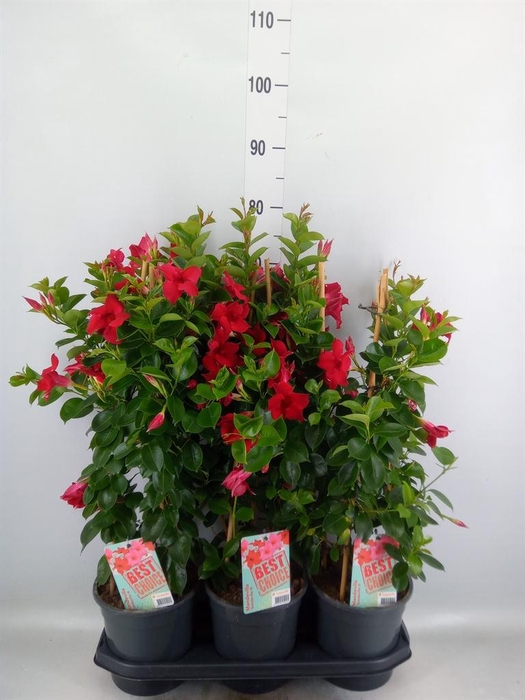 <h4>Mandevilla am. 'Sundav Red'</h4>