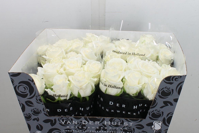 <h4>Rosa GR 'Noelia'</h4>