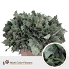 QUERC RUBRA 60CM FROST MINT