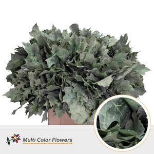 Eik Grof Frost Mint