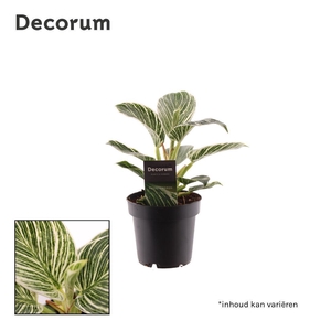 Philodendron Birkin (Decorum)