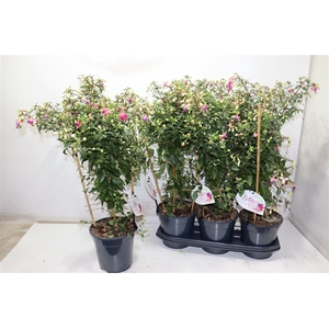 Fuchsia Ov
