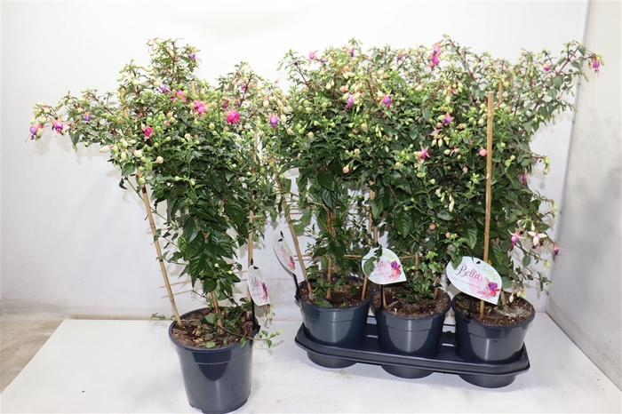 <h4>Fuchsia Ov</h4>
