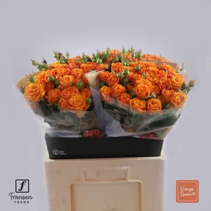 Rosa TR 'Orange Queen' FRANSEN