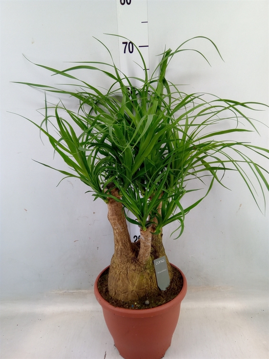 <h4>Beaucarnea recurvata</h4>