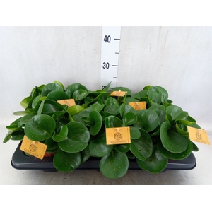 Peperomia obt. 'Green Gold'