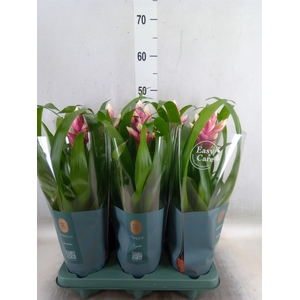 Guzmania  'Candy'
