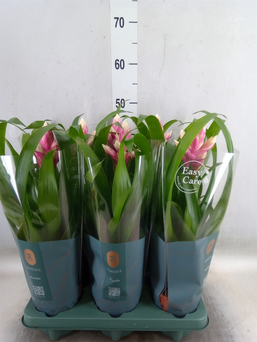 <h4>Guzmania  'Candy'</h4>