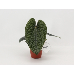 Anthurium Luxurians