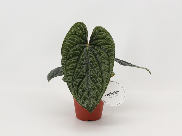 <h4>Anthurium Luxurians</h4>