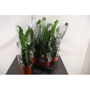 Zamioculcas Zamiifolia 5 Veren 17 Cm. Pot