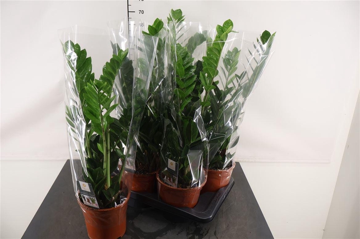 <h4>Zamioculcas Zamiifolia 5 Veren 17 Cm. Pot</h4>