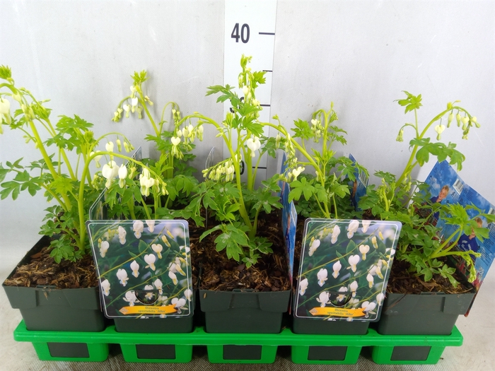 <h4>Dicentra spectabilis 'Alba'</h4>