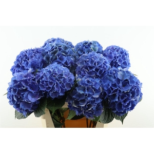 Hydr M Roy Palace Blue 80-20