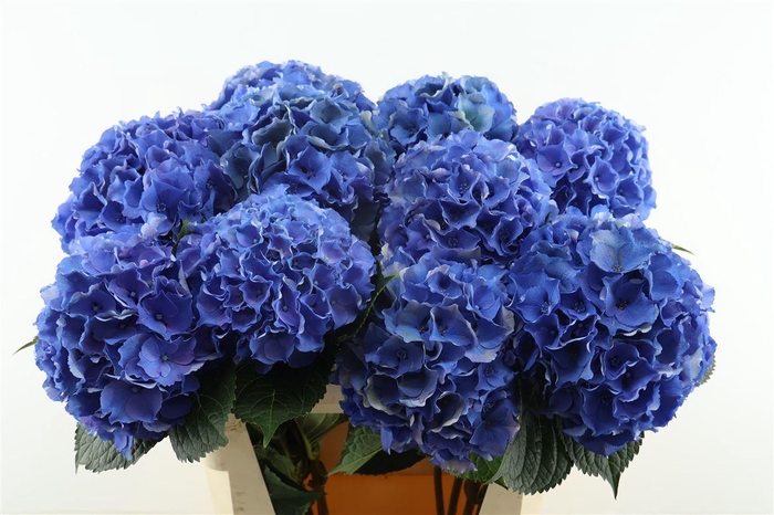 <h4>Hydr M Roy Palace Blue 80-20</h4>