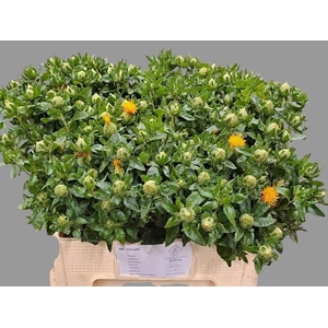 Carth T Orange Grena