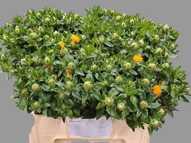 <h4>Carth T Orange Grena</h4>