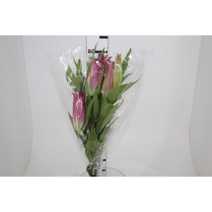 LIRIO ORIENTAL BACARDI 080 CM HT MIN 2 FLS