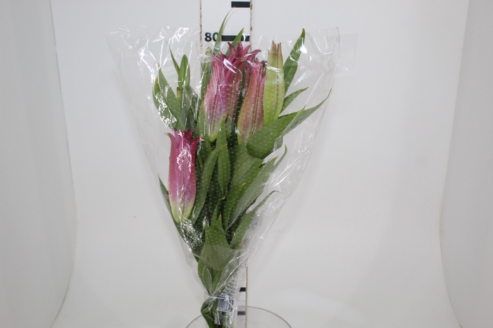<h4>LIRIO ORIENTAL BACARDI 080 CM HT MIN 2 FLS</h4>