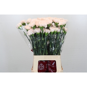 Dianthus St Brut