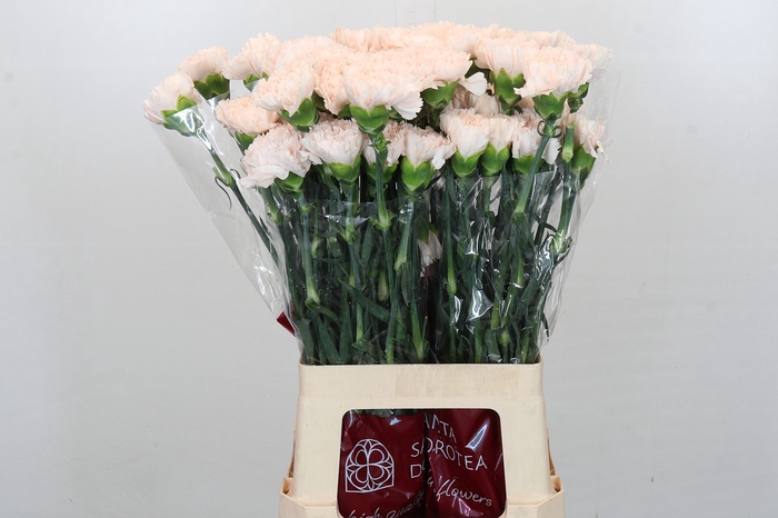 <h4>Dianthus St Brut</h4>