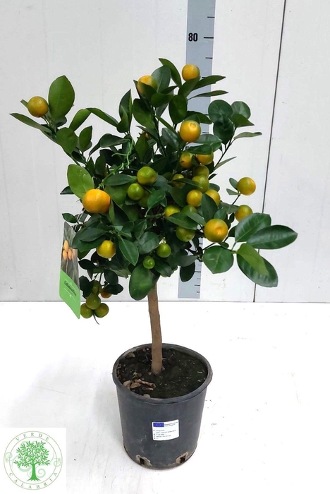 <h4>CITR MARGARITA</h4>