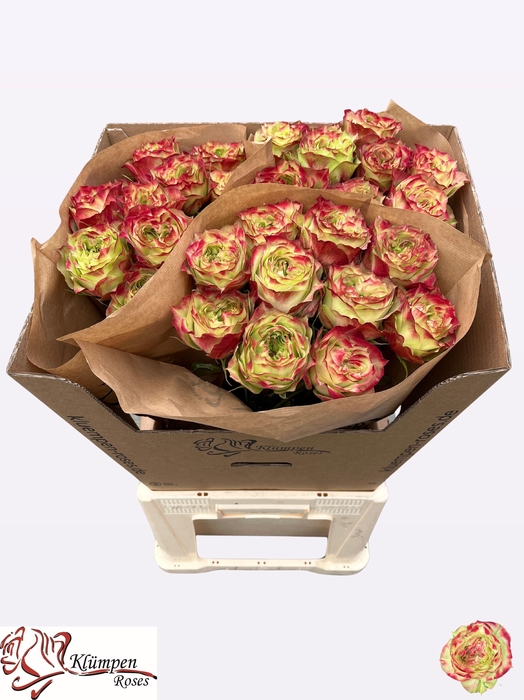 <h4>R GR APPLE JACK</h4>