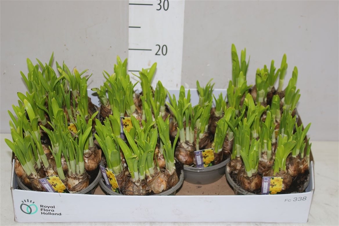 <h4>Narcis Tete A Tete In Schaaltje</h4>