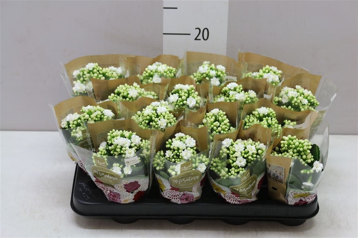 <h4>Kalanchoe Rosalina Wit</h4>