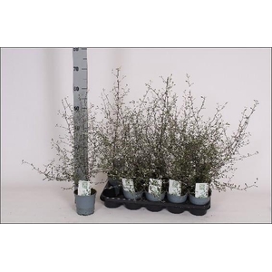 Corokia Maori Green 12Ø 55cm