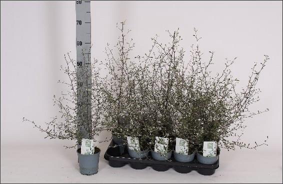 Corokia Maori Green 12Ø 55cm