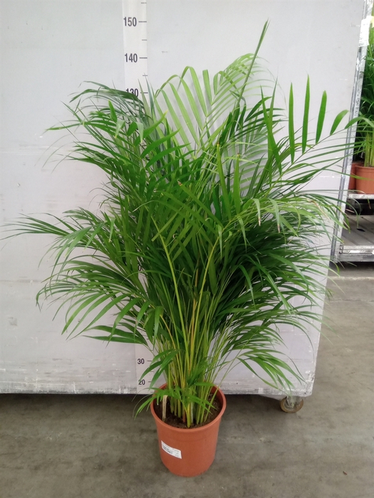 <h4>Dypsis lutescens   ...Chrysalidoca</h4>