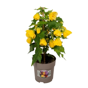 Abutilon P15 Geel