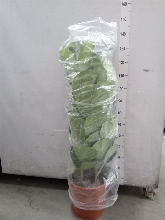 <h4>Ficus lyrata</h4>