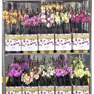 Op kleur 15 kleuren deen 2 tak 70cm