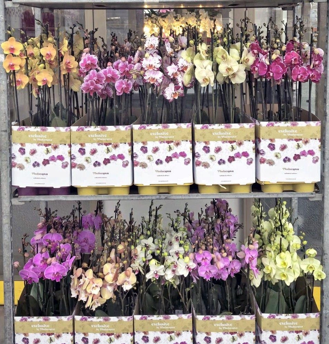 <h4>Op kleur 15 kleuren deen 2 tak 70cm</h4>