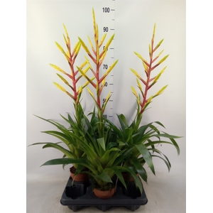 Tillandsia
